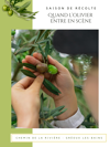 Récolte d'olives au Moulin