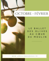 La récolte des olives débute