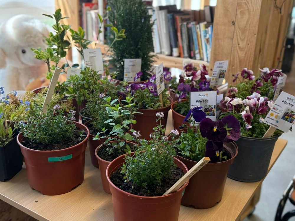 Sauvetage de plantes