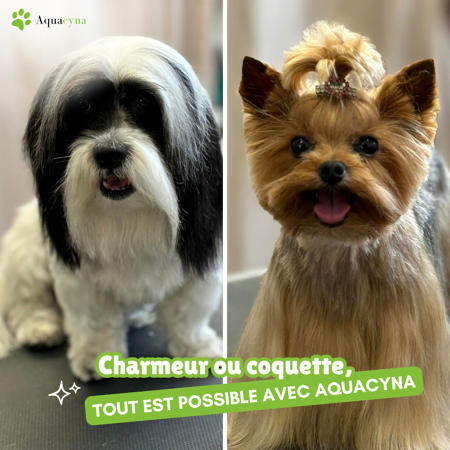 2025 en beauté ! 🐾✨