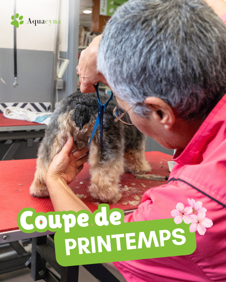 Toilettage Printanier : Bien-être !