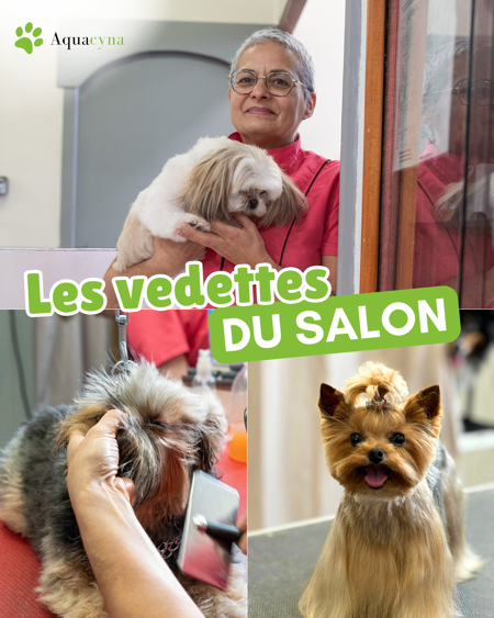 Chien stylé, maître jaloux !