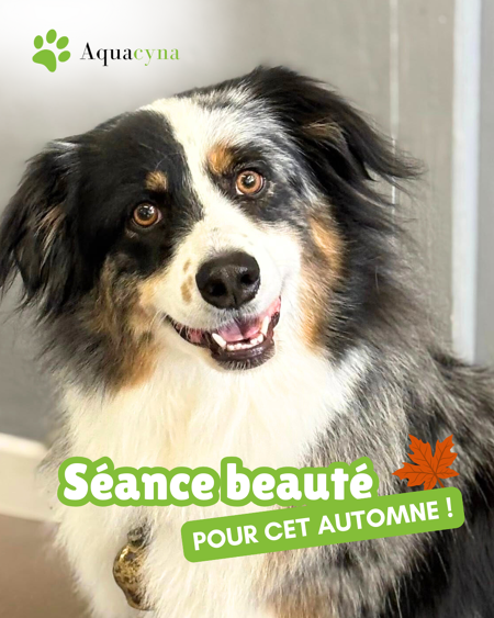 Avec l'automne, les chiens connaissent une période de mue 🐶
