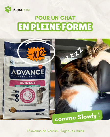 Prévenir les calculs chez le chat