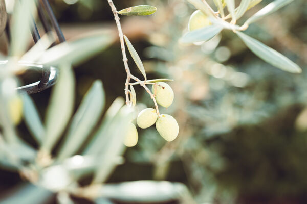 Le Délice des olives du Sud