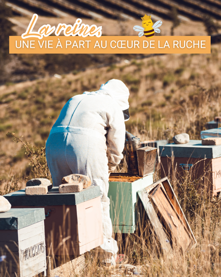 La reine des abeilles : rôle clé