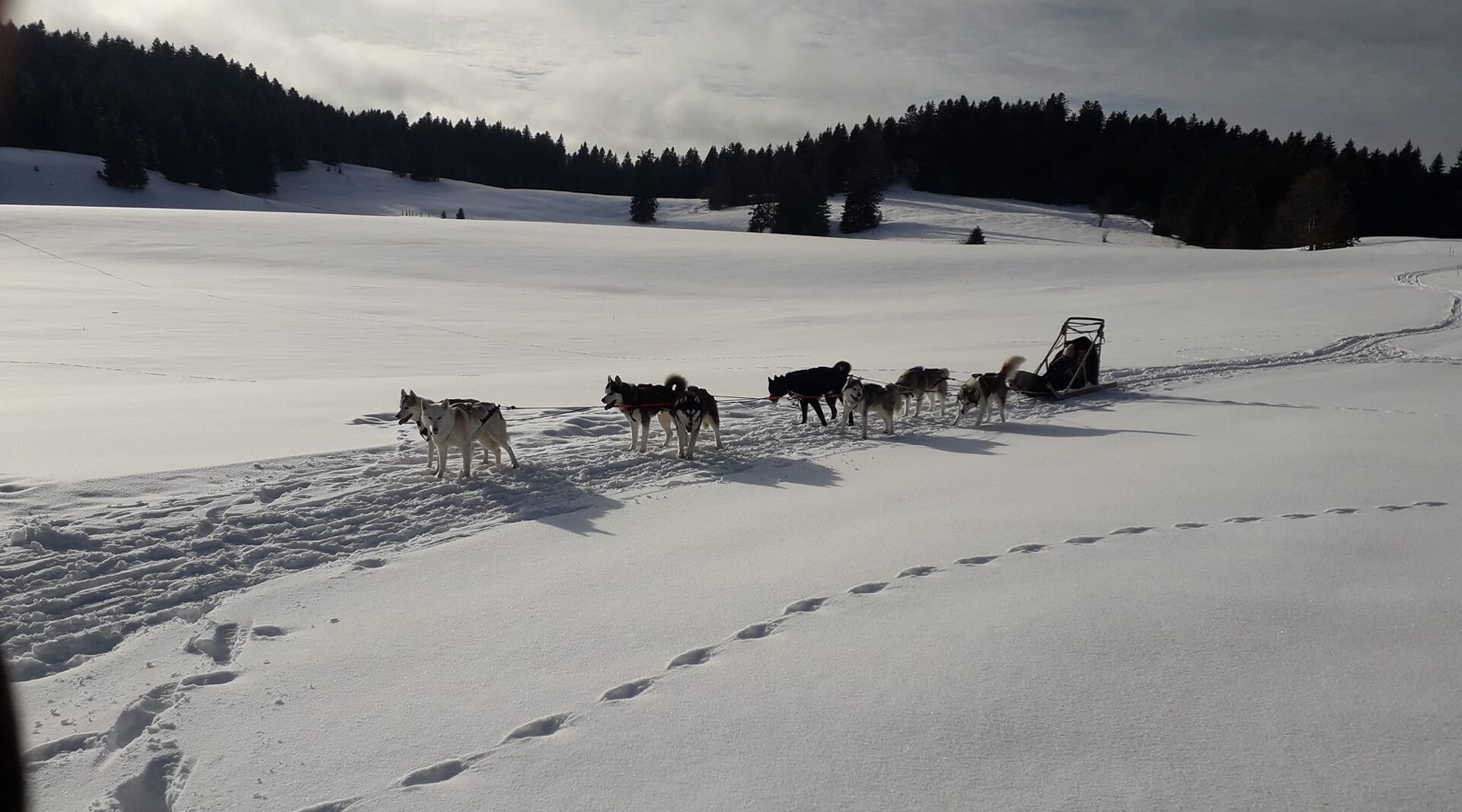 Artic Dream Dogsledding