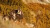 Découvrez en images Les Aigles du Verdon n°0