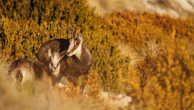 Découvrez en images Les Aigles du Verdon n°0