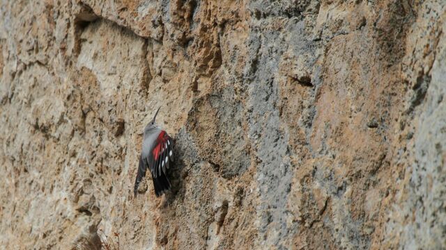 Découvrez en images Les Aigles du Verdon n°2