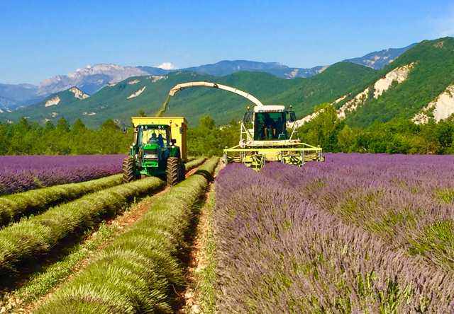 Découvrez en images Les Aigles du Verdon n°0