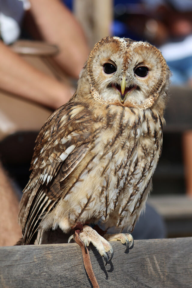 Parc Animalier de Serre Ponçon