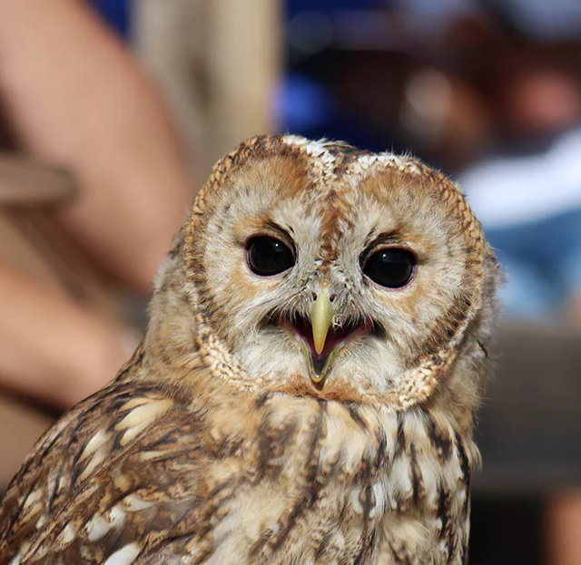 Parc Animalier de Serre-Ponçon