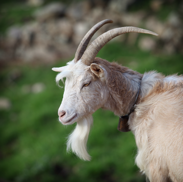 Agropastoralisme et multifonctionnalité