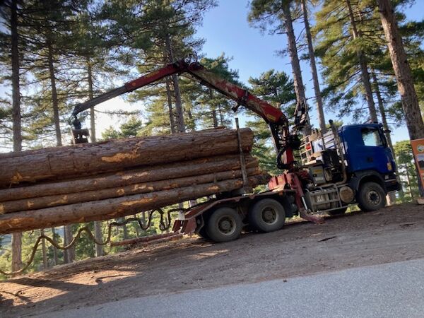 Participation à la structuration de la filière forêt/bois de Corse
