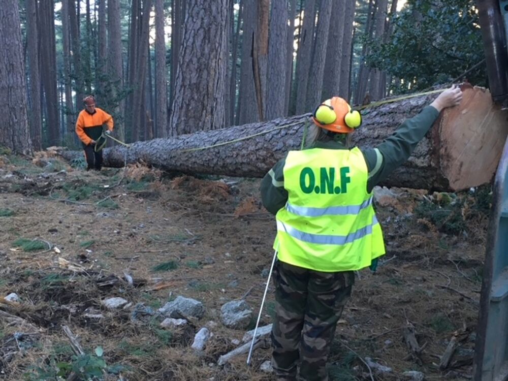 Dessertes / ventes de bois