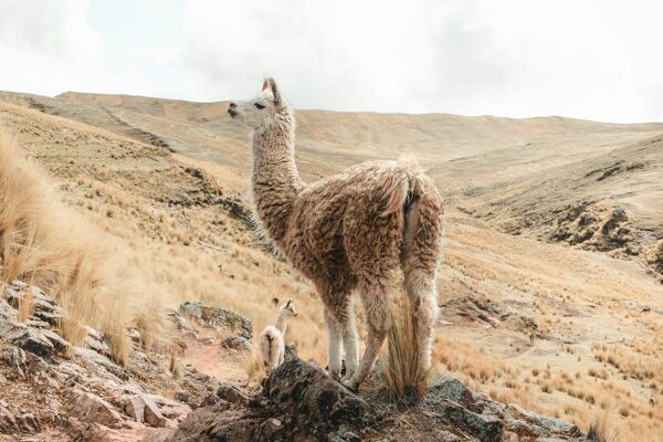 Quand partir au Pérou ? Meilleure période et climat