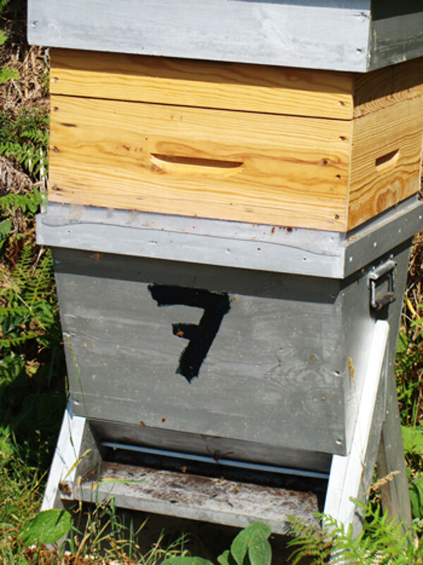L'apiculture
