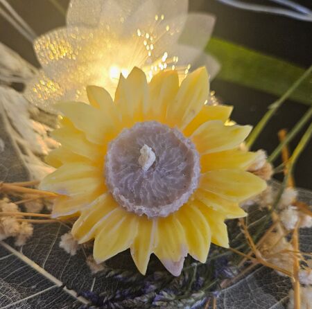 Le tournesol