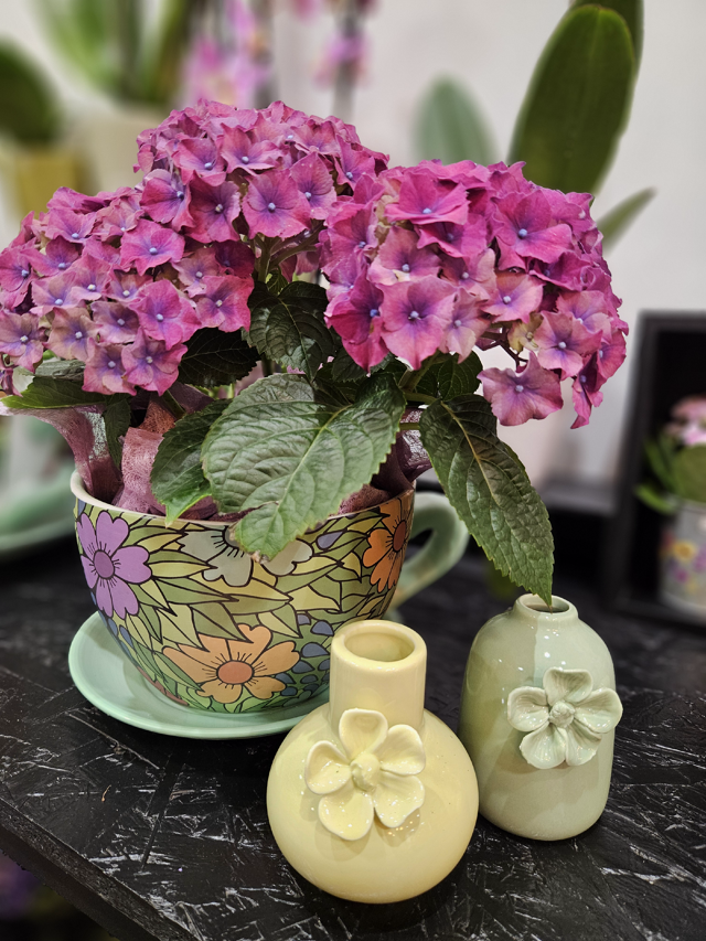 Orchidées et plantes fleuris
