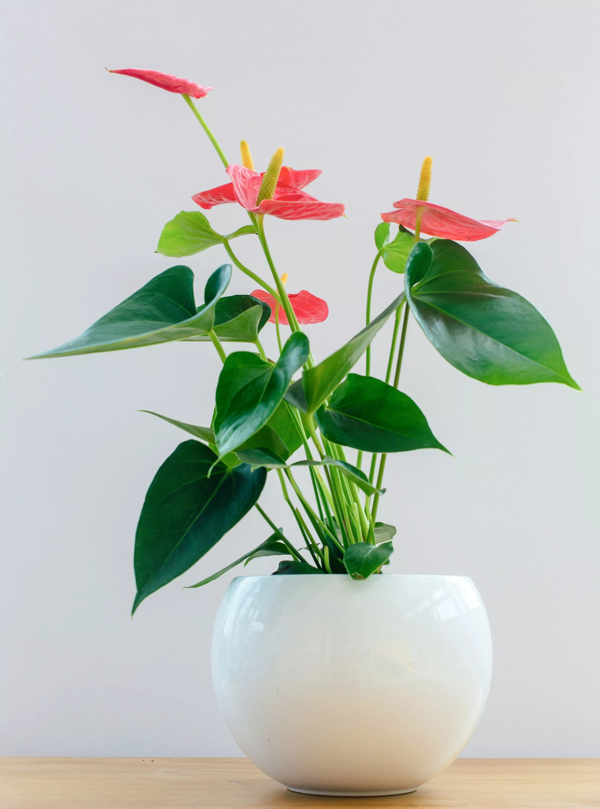 Petites plantes, <br>grandes attentions