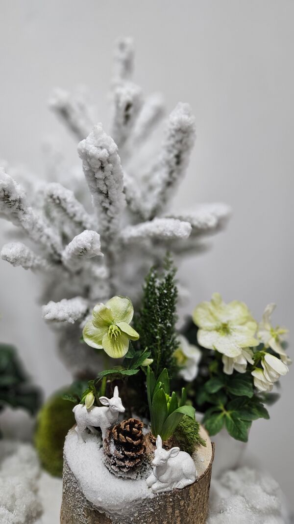 Roses de Noël enneigées