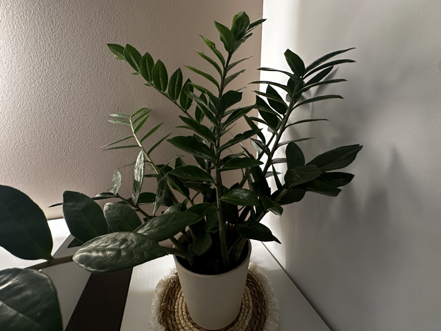 Galerie Photo Spécialisée Perruques et Turbans n°5