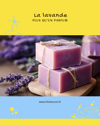 Lavande : bienfaits et senteurs