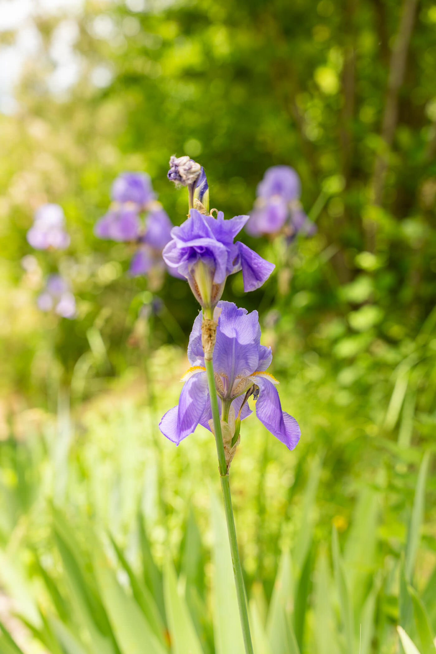 Between nature and mountain.