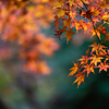 L’automne pointe le bout de son nez au Camping La Ribière 🍁