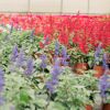 Jardinerie