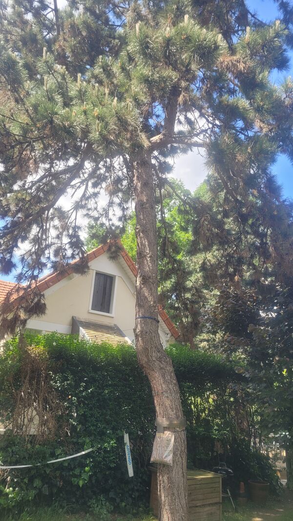 Abattage et Élagage Professionnels à Maisons-Alfort