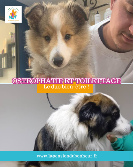 Soins bien-être pour chiens