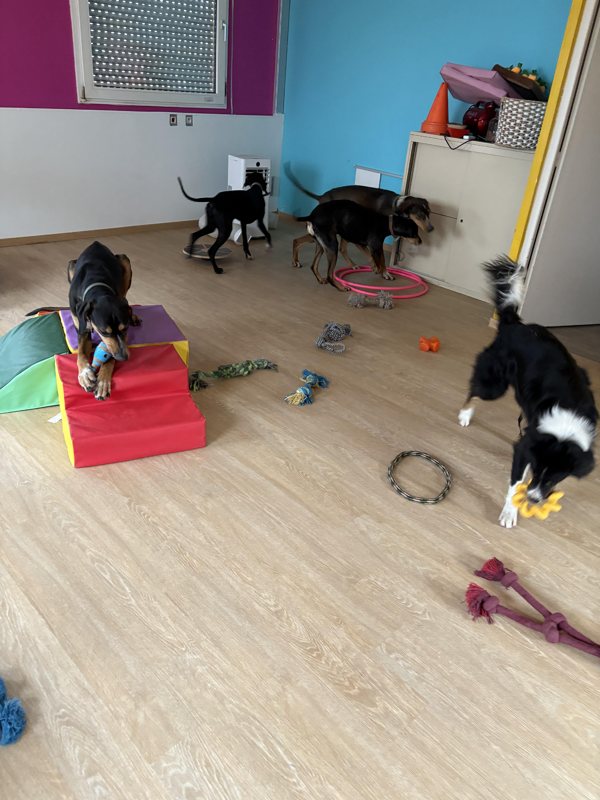 Location d’espace canin en autonomie