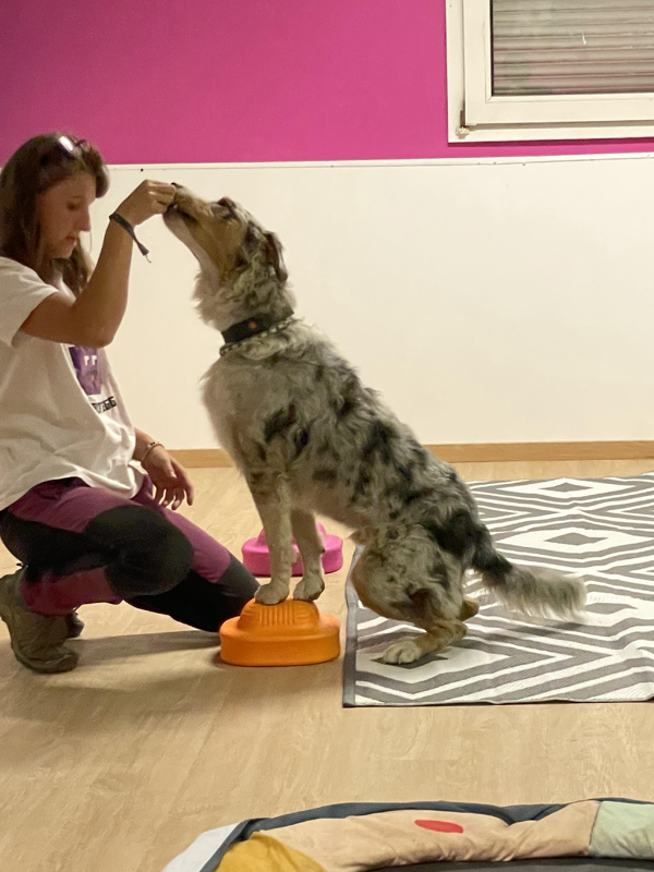 Apprenez à mieux comprendre et éduquer votre chien