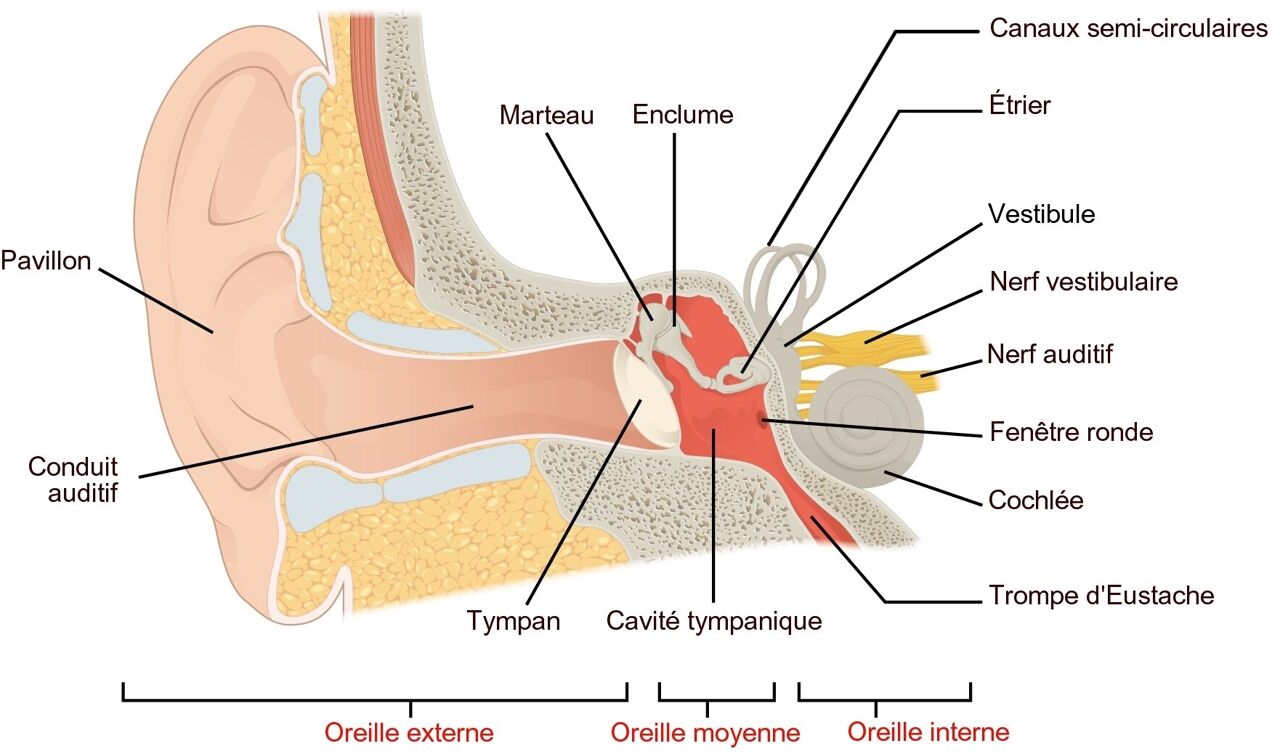 L'oreille est composée de trois parties