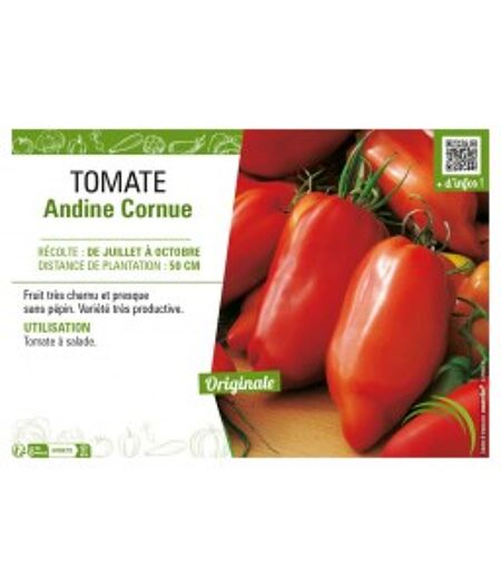 TOMATE ANDINE CORNUE