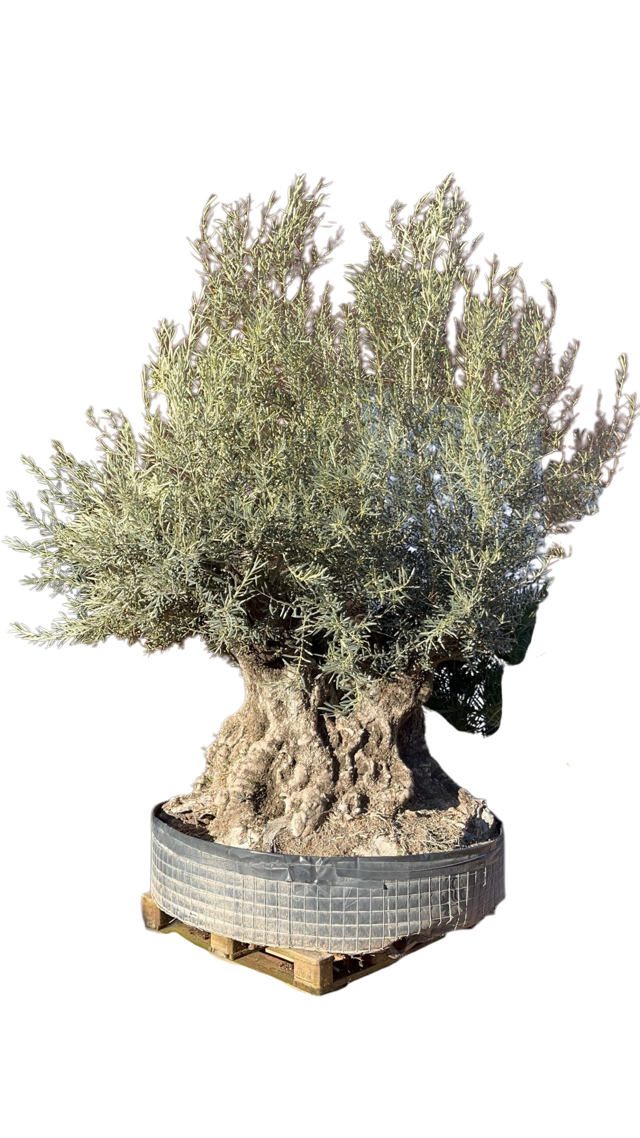 ARRIVAGE TANT ATTENDU DE PLANTES MEDITERANEENES !