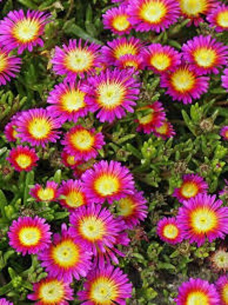 DELOSPERMA 