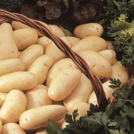 AMANDINE 