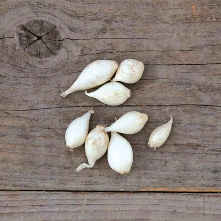 OIGNONS BLANCS
