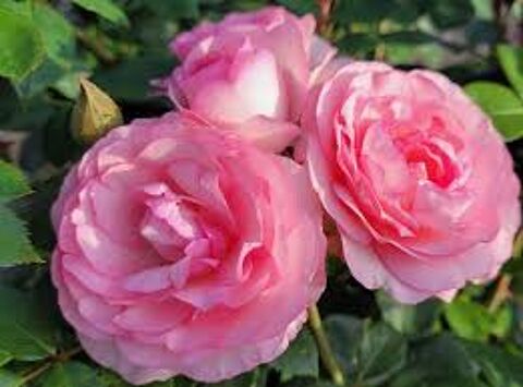 MINI PIERRE DE RONSARD