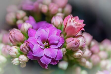 KALANCHOES 