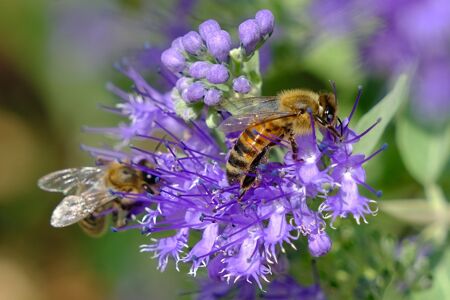 AROMATIQUES UTILES ET PLANTES MELLIFERES 