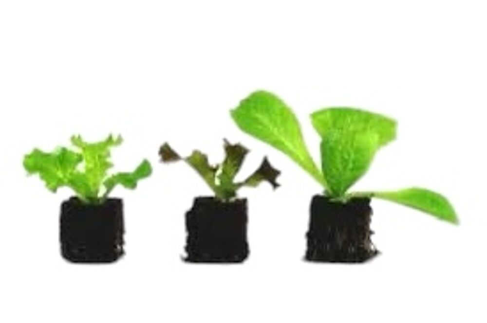 SALADES EN MOTTES dispo toute l’année 