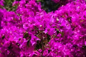 BOUGAINVILLIERS 
