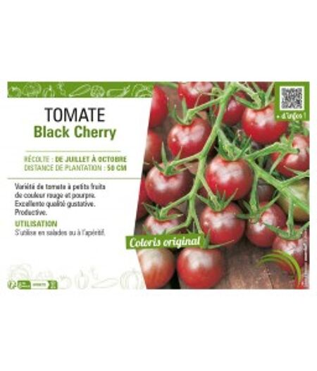 TOMATE BLACK CHERRY