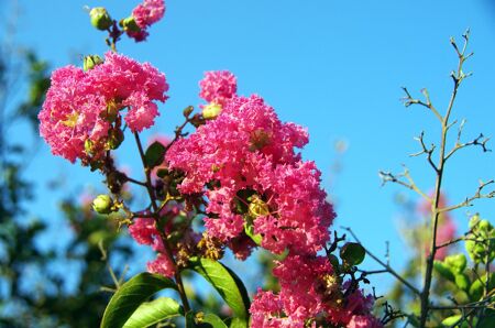 LILAS DES INDES