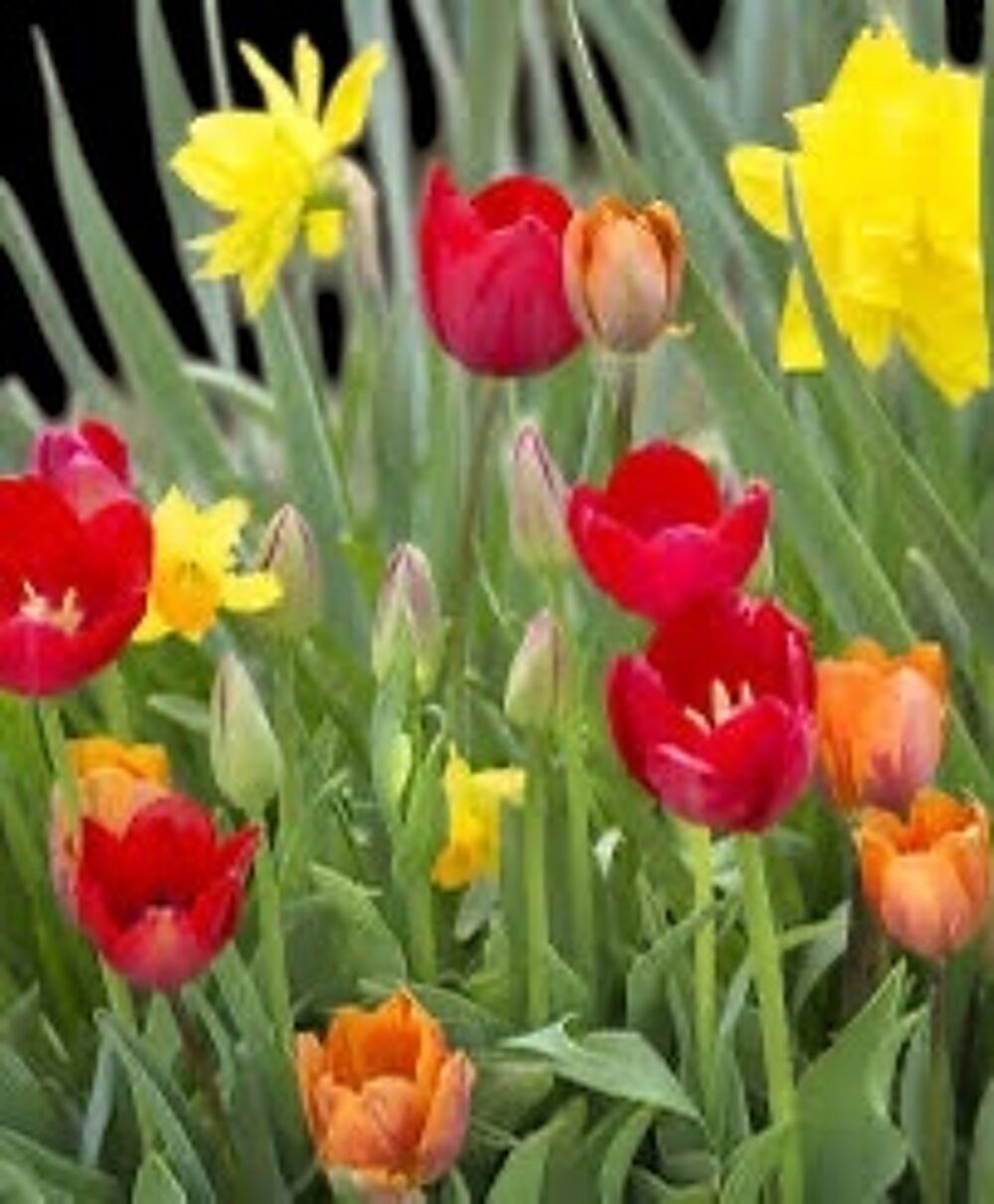 BULBES DE PRINTEMPS dispo octobre à février 