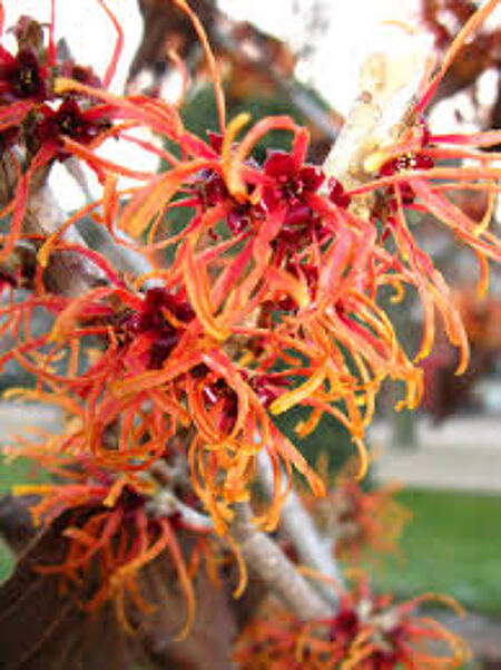 HAMAMELIS 